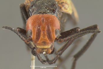 Media type: image;   Entomology 5138 Aspect: head frontal view